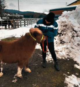 sattelfest und frei Training