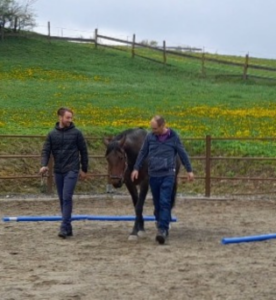 sattelfest und frei Training