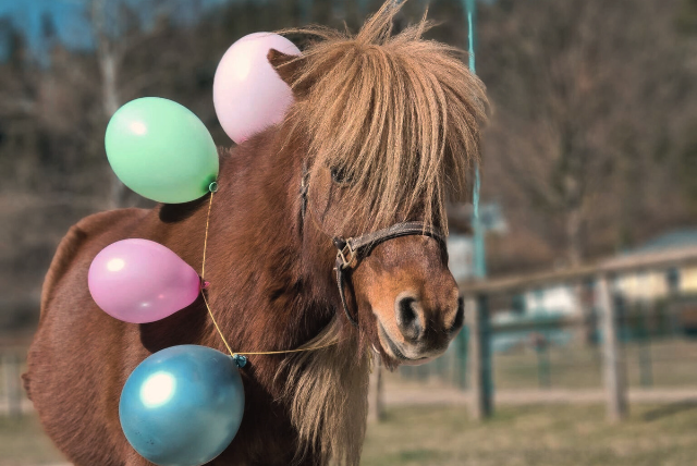 Der entzückende Maximus mit bunten Luftballons behangen