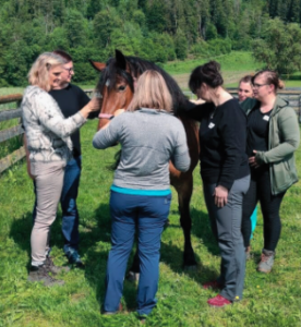 Berührungsängste ablegen. Stute Rosi gefallen die Streicheleinheiten