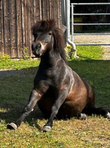 Ein kleines scharzbraunes Pferd sitzt am Po, die Vorderbeine ausgestreckt. Maxi schaut mit seiner wuscheligen Mähne und aufgrund der Art wie er sitzt sehr entzückend aus.